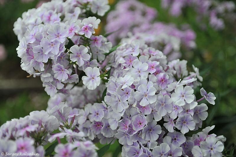 Флокс Lavendelwolke 