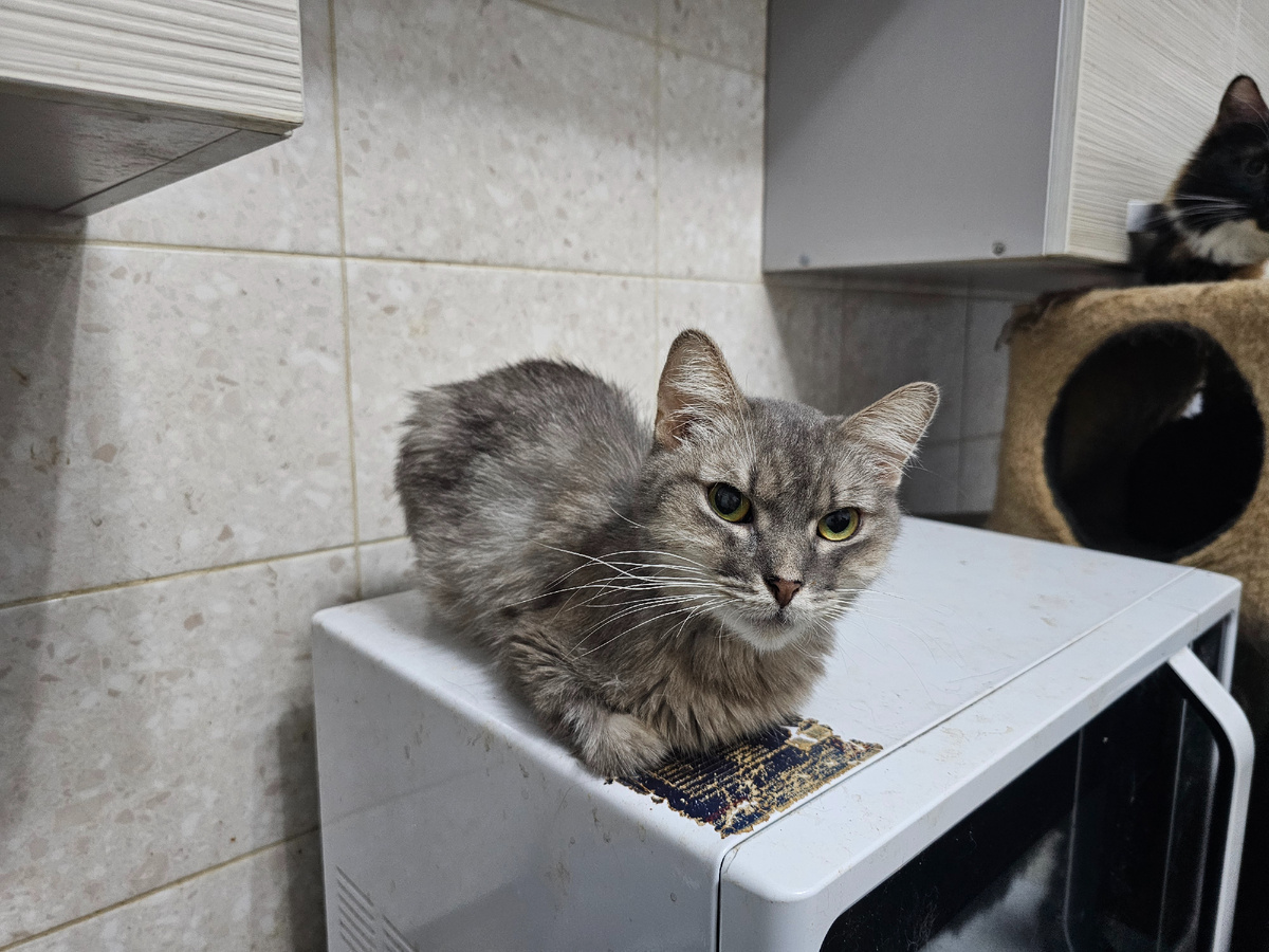 Фото автора. Наша Серая девочка. Болеет фип.