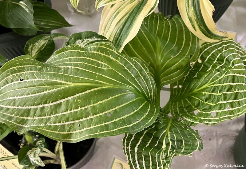 Хоста Second Coming