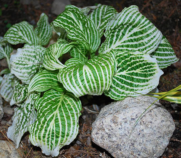 Хоста Second Coming. Фото Rick Goodenough, hostalibrary.org