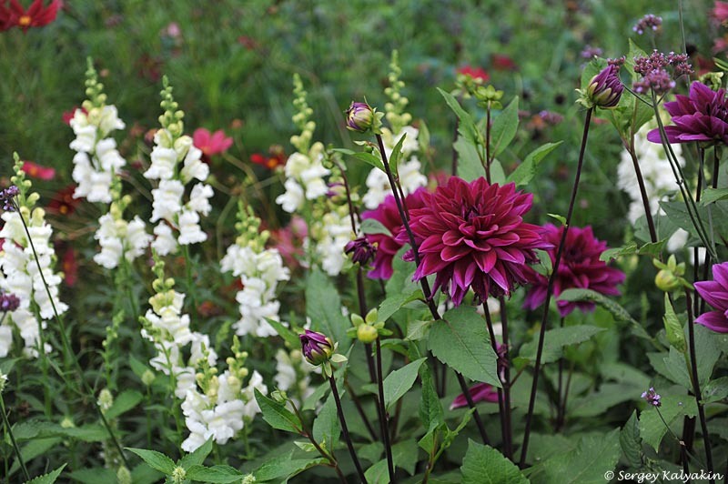 2. В галерее 3 фото, листайте