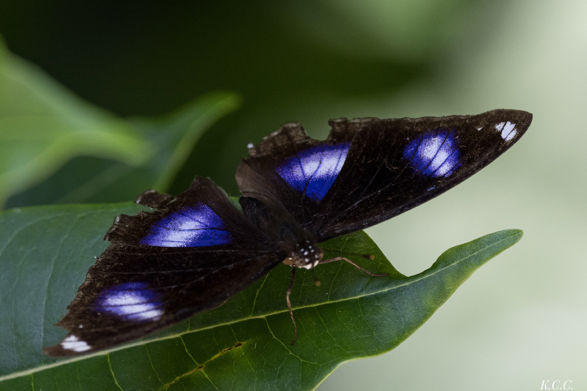 Hypolimnas bolina, фото автора