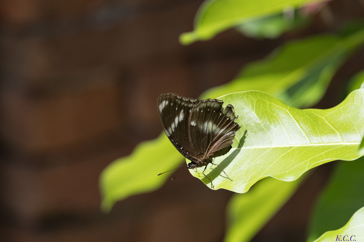 Hypolimnas bolina, фото автора