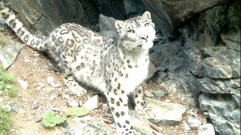     Снежный барс в Республике Алтай. vk.com/altzapovednik