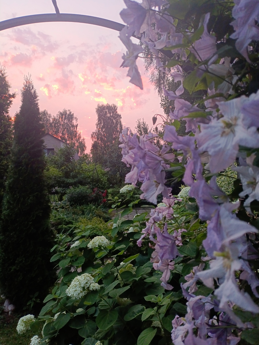 Мой сад не так давно к вечеру