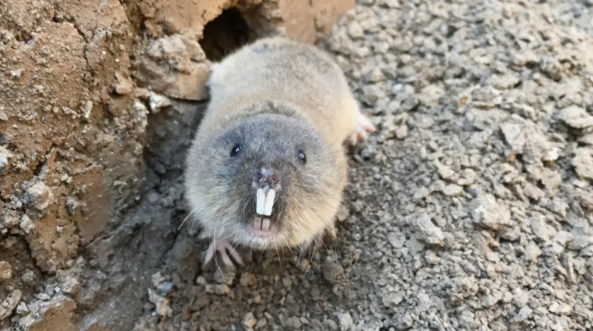 Фото из интернета