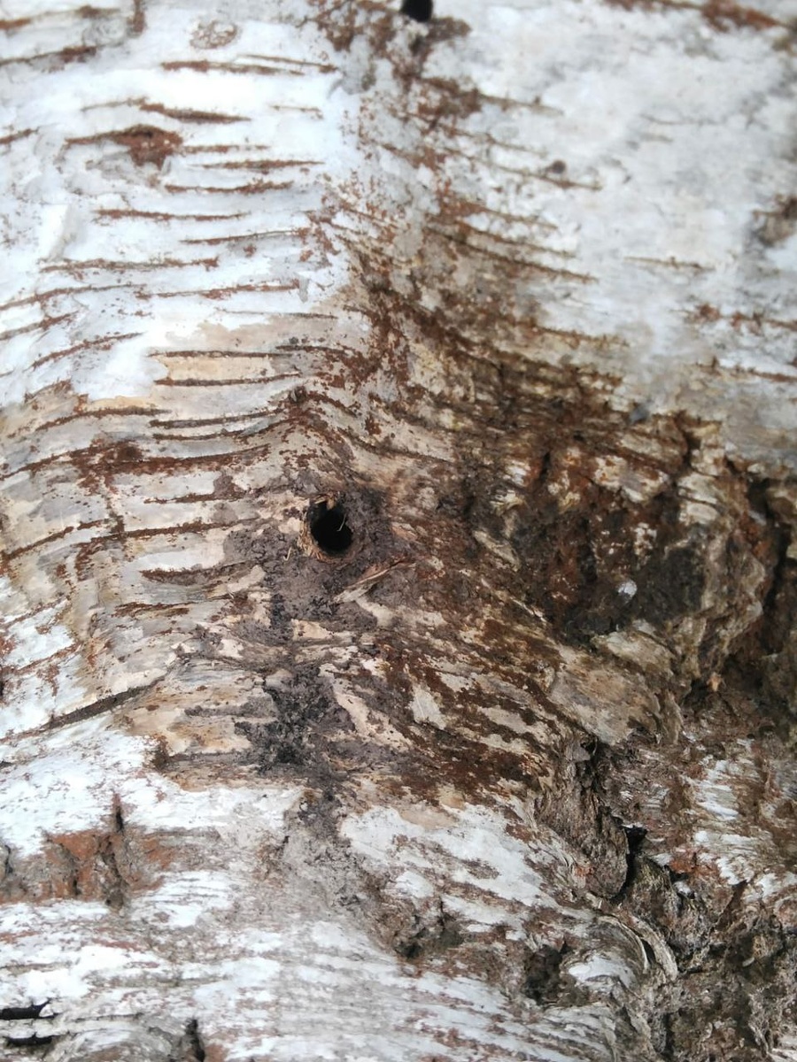 Углынь, фото укола красоты для ранее здорового дерева