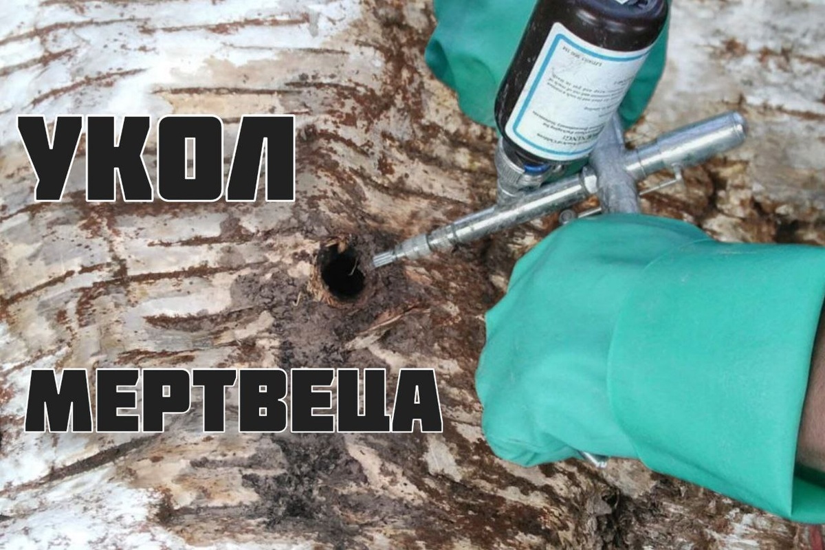 Как под Рузой в Московской области начали избавляться от деревьев, мешающих бизнесу