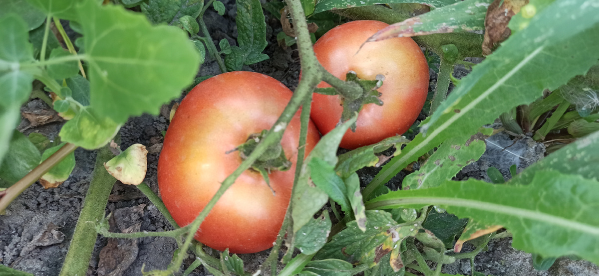 И сорняки таким томатам не помеха