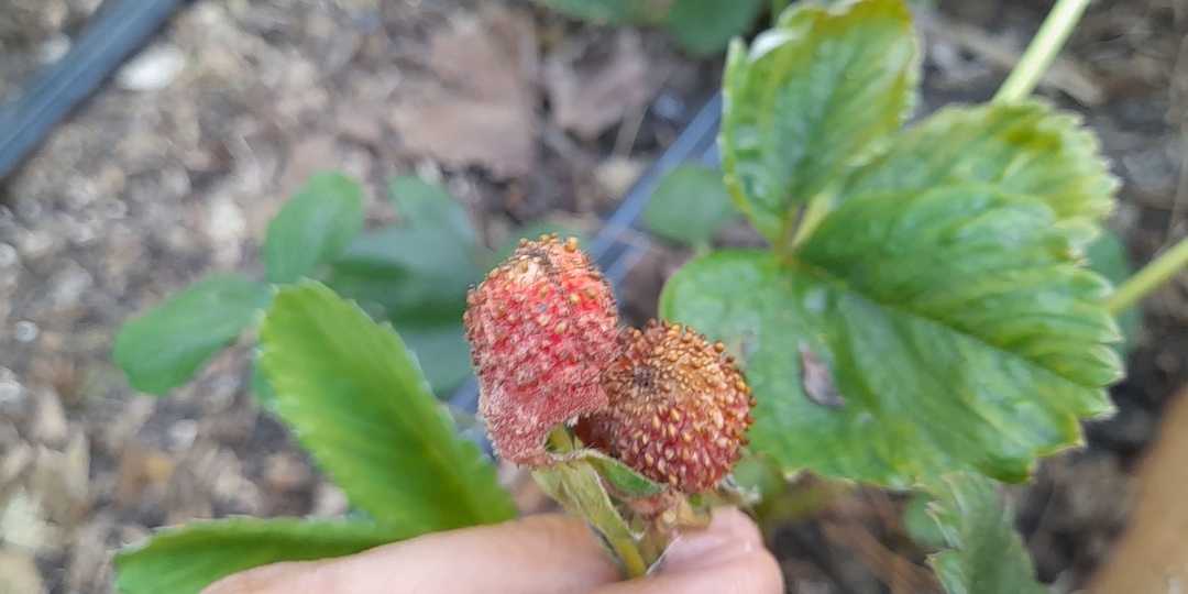 Сохнут ягоды на кустах земляники? Это трипс. Как защитить клубнику от трипса: полноценный гид для садоводов