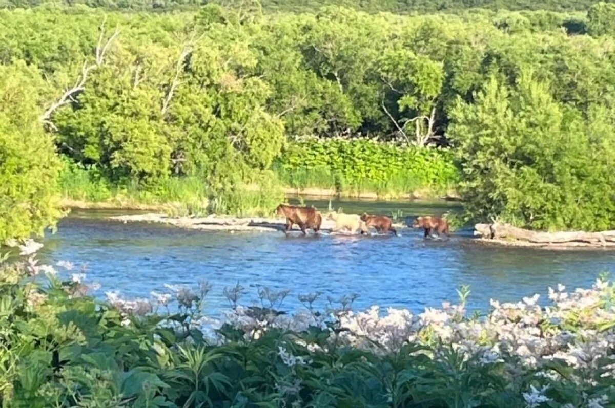    На юге Камчатки замечен медвежонок-блондин
