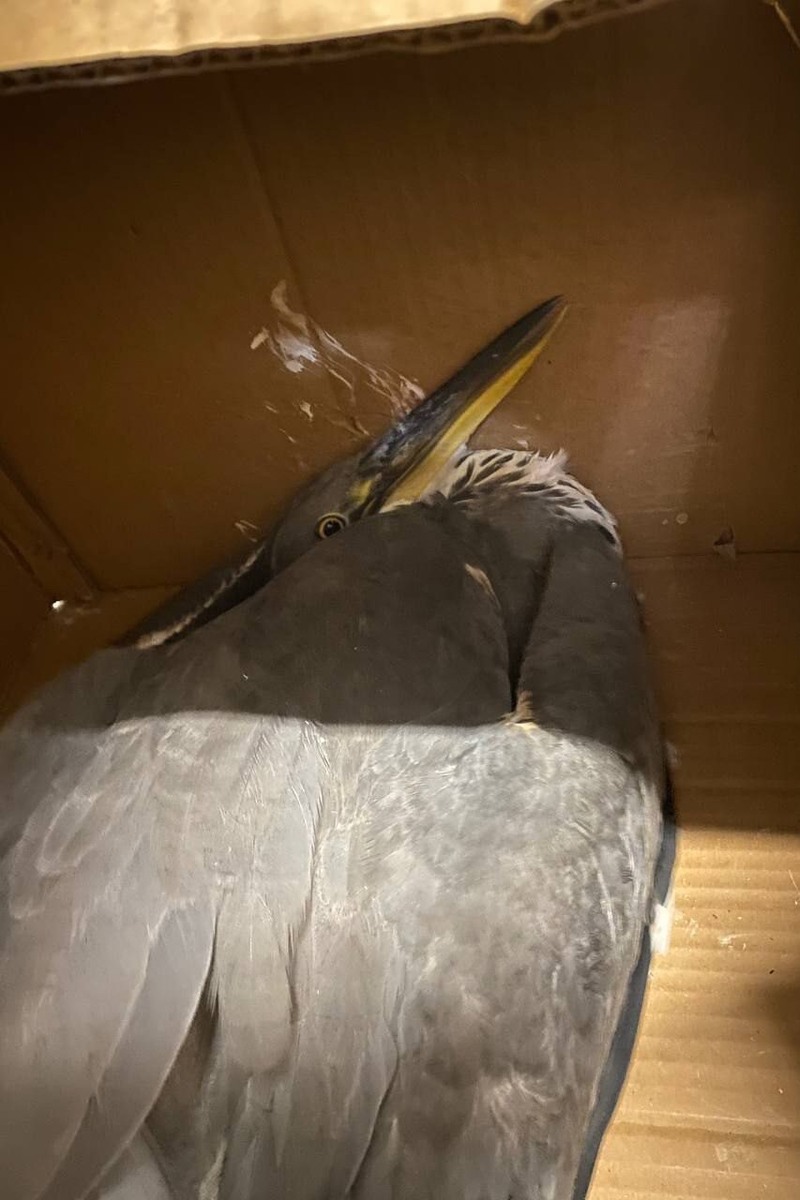 Фото: приют «Верность»