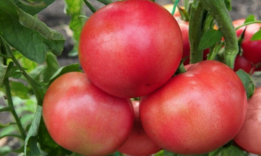 Подкормка помидоров в июле: с корнем и по листу — рецепты из бабушкиной тетрадки