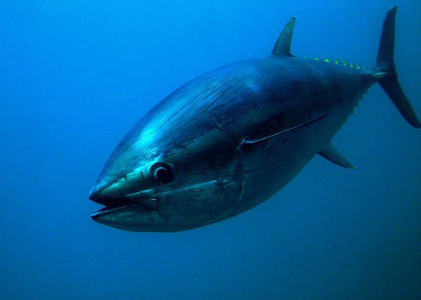 Bluefin Tuna (Голубой тунец)