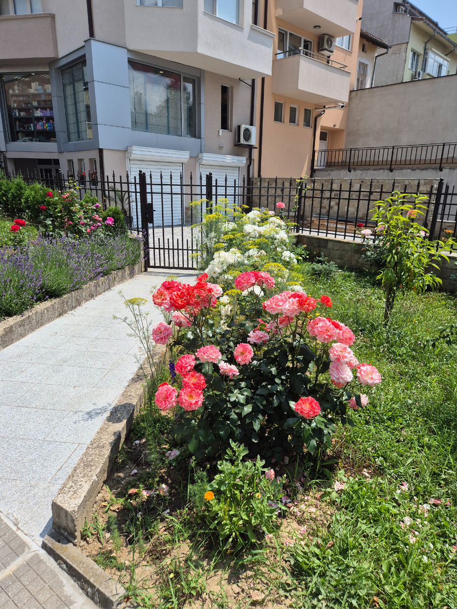 Немножко летней болгарской красоты. Цветы, цветы у дома.