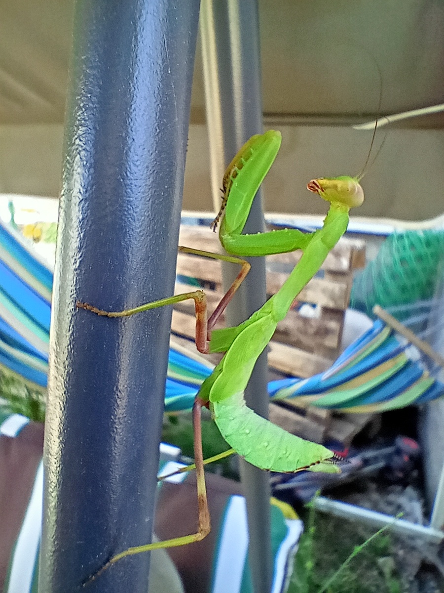 Богомол на качелях