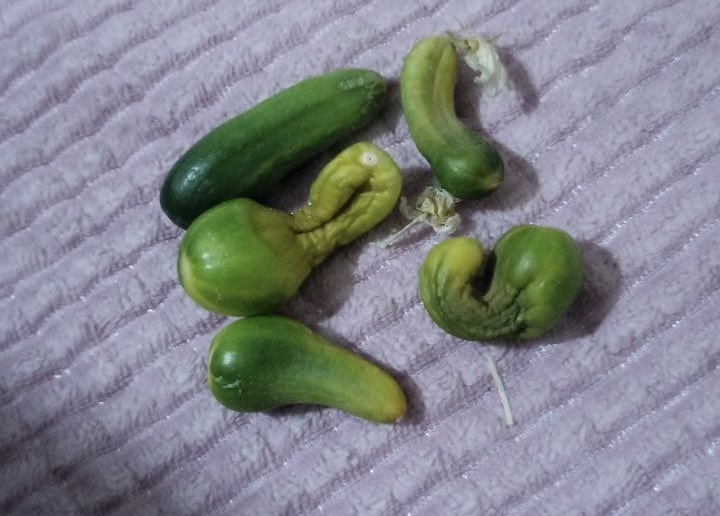 Почему огурцы не растут как огурцы? Причины кривизны плодов