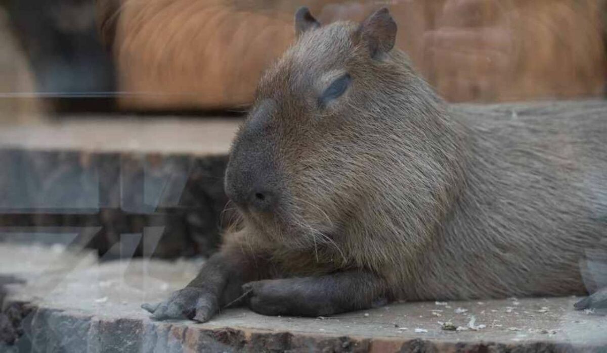     Капибара. Источник: kp.ru Автор фото: Алексей Булатов