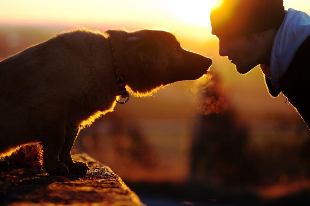    Как оказалось, выбор идеального имени для вашей собаки — это сочетание искусства и науки. Источник изображения: ru.pinterest.com