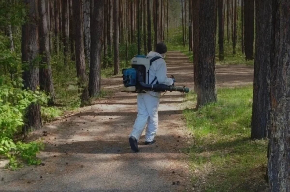    В популярных местах отдыха в Красноярске вышли для травли клещей