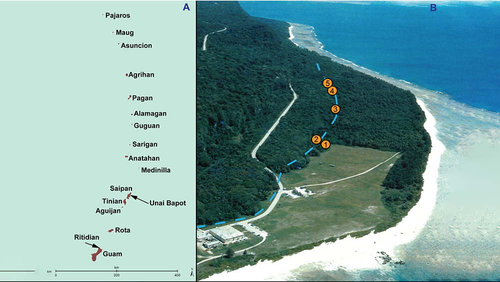     Фото: Mike T. Carson et al. – Science Advances(А) Марианские острова в западной части Микронезии, на которых расположены Ритидиан на Гуаме(B) Район Ритидиан с ключевыми объектами и древней береговой линией, датируемой 3500–3100 годами до н. э.