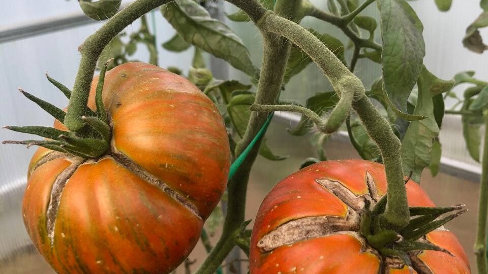 «Трещина на миллион»: почему лопаются томаты и как это остановить