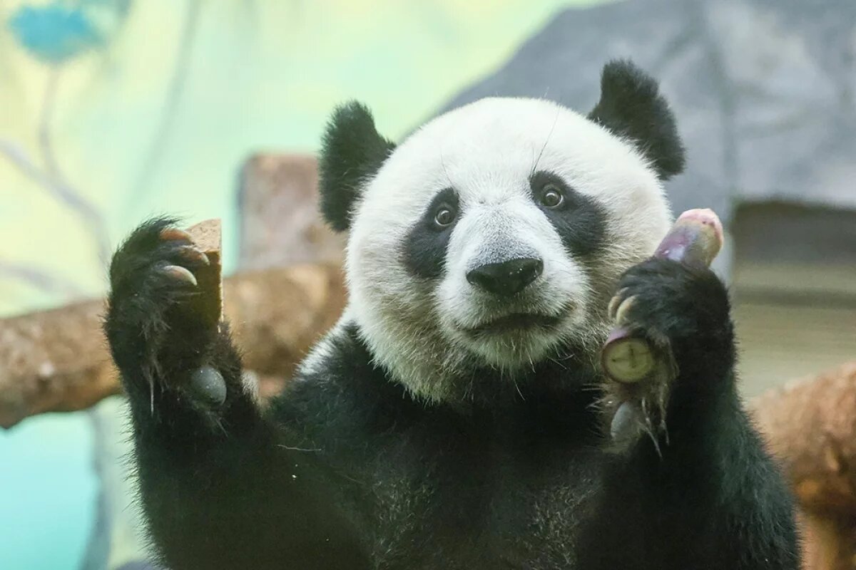    Имя панды Жуи из Московского зоопарка в переводе с китайского означает «благополучие».