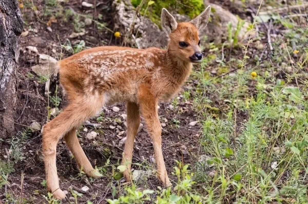    Косуленка назвали Мякиш.