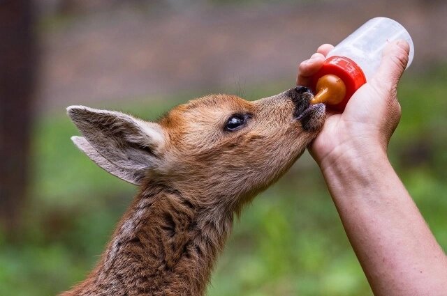    Специалисты выхаживают Мякиша. Фото: Парк флоры и фауны «Роев ручей»