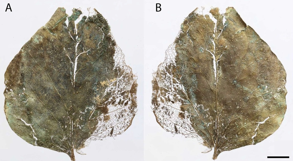   Luis Rios et al. / International Journal of Paleopathology, 2025
