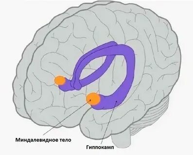 Где находится гиппокамп