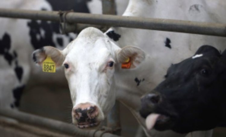    Фото: Минсельхоз Липецкой области