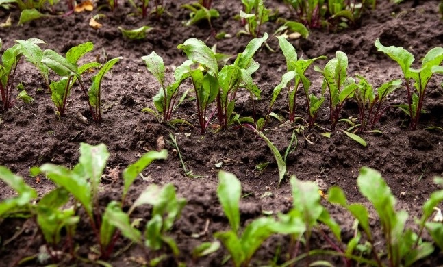    Фото: Россельхозцентр РО Редактор