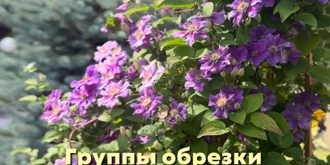 Клематисы.группы обрезки. Как запомнить, какой группе, какая обрезка?