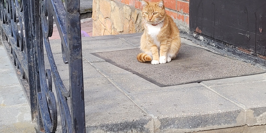Путевые заметки. Звенигород - звенящий город