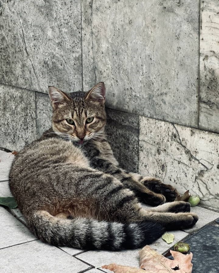 Хвостатый красавичк