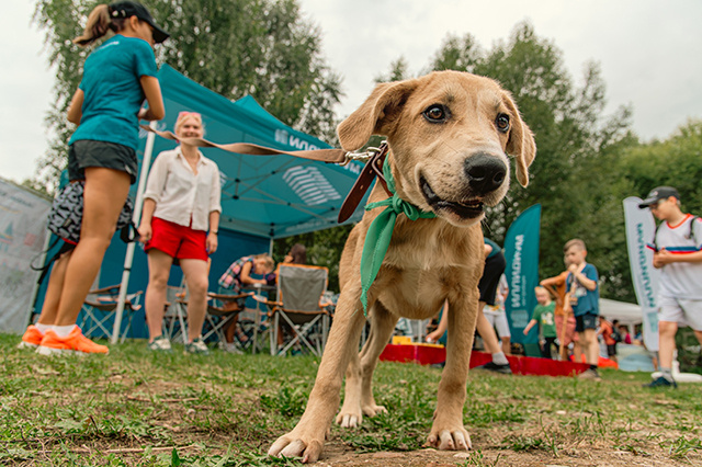 Лето в Твери закончится по-собачьи – пройдет фестиваль о любви и преданности