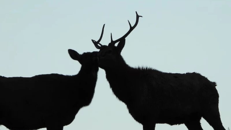     Олени. unsplash.com