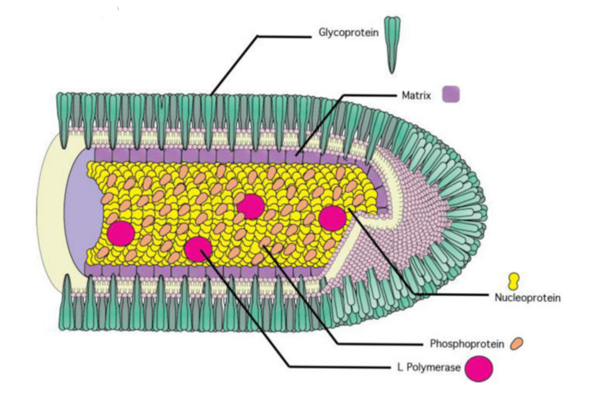 Glycoprotein - это и есть G-белок, которым усеян вирион. Изображение из Mandell, Douglas and Bennett's. Principle and Practice of Infectious Diseases, 7th ed.