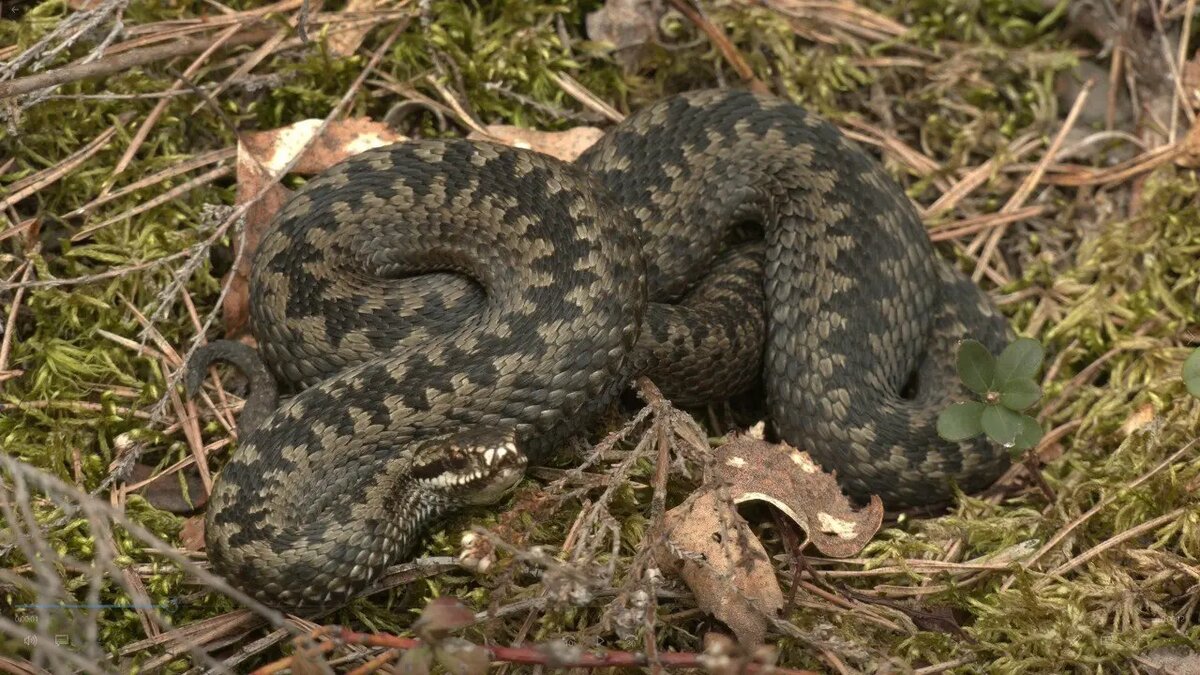    Гадюка. Фото: Telegram-канал биолога Павла Глазкова «Каждой твари по паре»