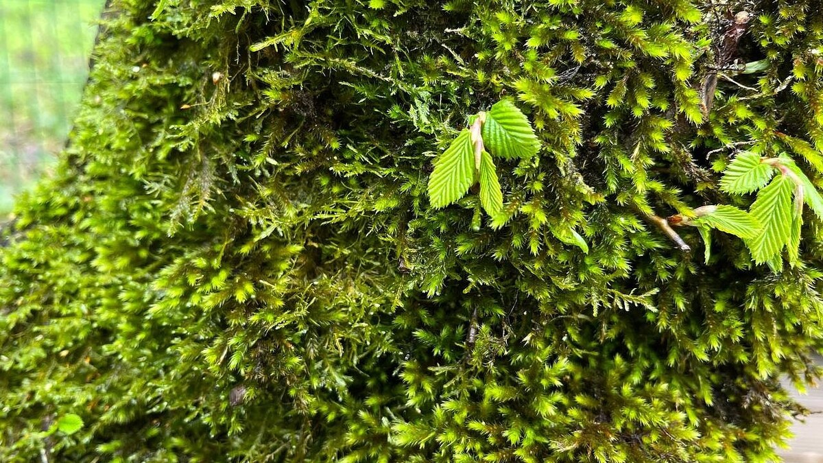    Фото: телеканал «Краснодар»