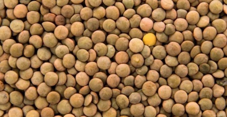    Фото: Минсельхоз Ставропольского края