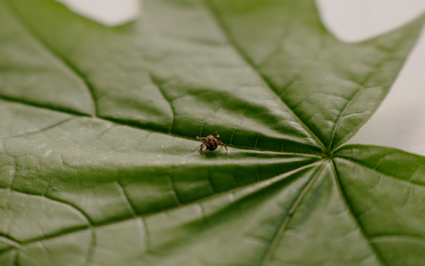    17,6 тыс. жителей Удмуртии пострадали от клещей с начала эпидсезона