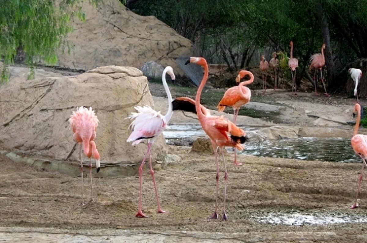    В Минлесхозе подтвердили, что в Пензенской области обнаружили фламинго