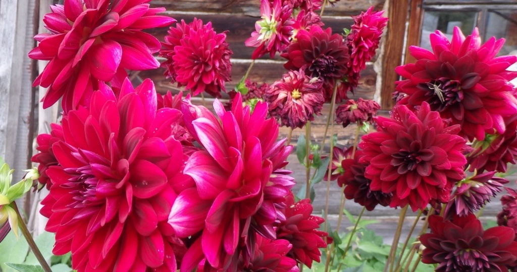 Как ухаживать за георгинами для пышного цветения