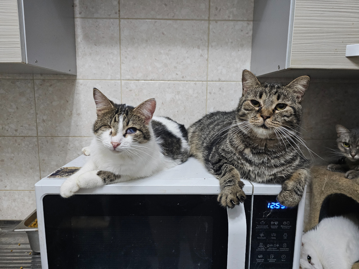 Фото автора. Ребятки наши.