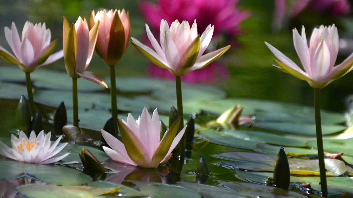    Фото: vk.com/Ботанический сад БИН РАН/Алевтина Здоровенина