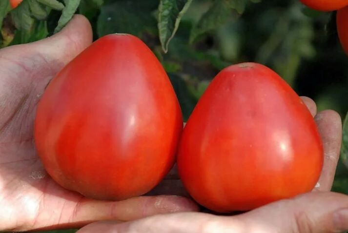 Помидоры сорта «Абаканские красные»