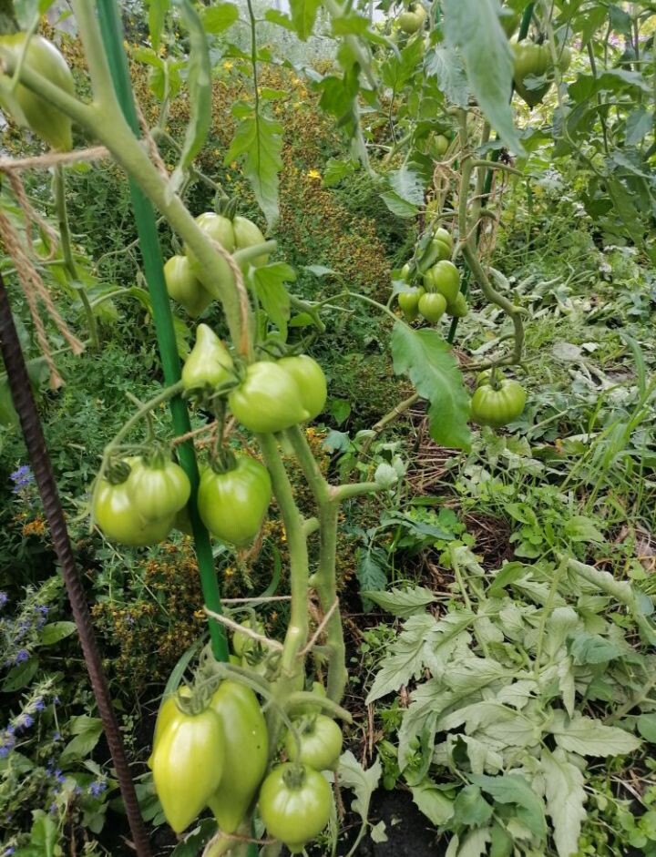 Куст с помидорами «Абаканский красный»