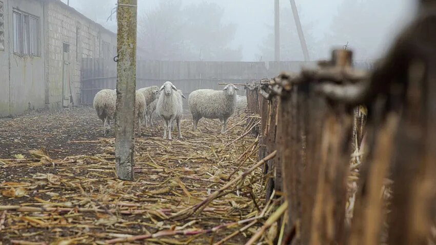 Фото: © Sputnik / Mihai Caraus